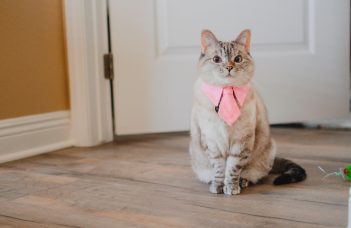 meet nala cat: the instagram star with a ton of fo – tymoff