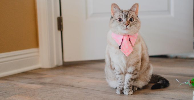 meet nala cat: the instagram star with a ton of fo – tymoff