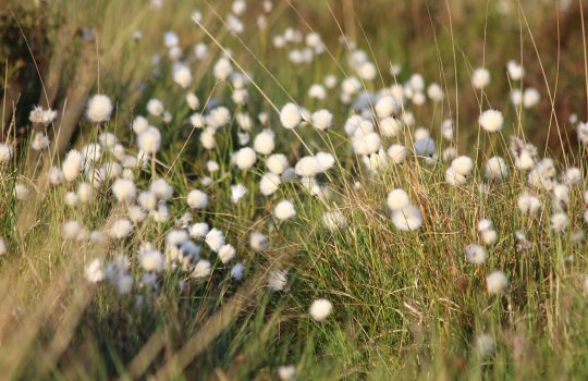 Embracing the Bloom: A Celebration of Bart Springtime 