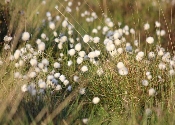 Embracing the Bloom: A Celebration of Bart Springtime 