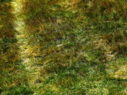 Designing a Croquet Logo: Mallets, Hoops, and Heritage Aesthetics