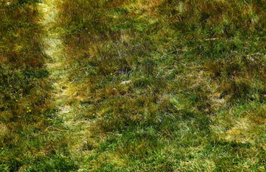 Designing a Croquet Logo: Mallets, Hoops, and Heritage Aesthetics