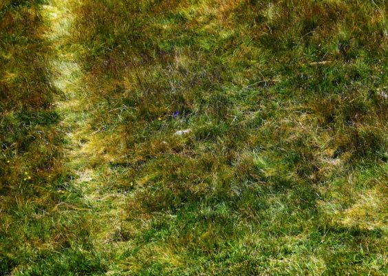 Designing a Croquet Logo: Mallets, Hoops, and Heritage Aesthetics