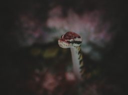 Building a Simple Javascript snake Game