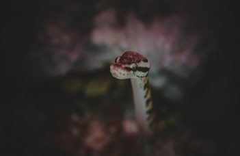 Building a Simple Javascript snake Game