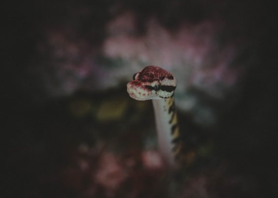 Building a Simple Javascript snake Game