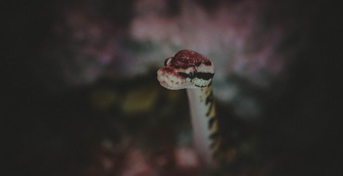 Building a Simple Javascript snake Game