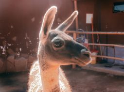 What Is LeetCode? A Beginner’s Explanation