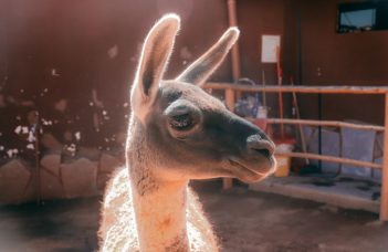 What Is LeetCode? A Beginner’s Explanation