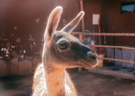 What Is LeetCode? A Beginner’s Explanation