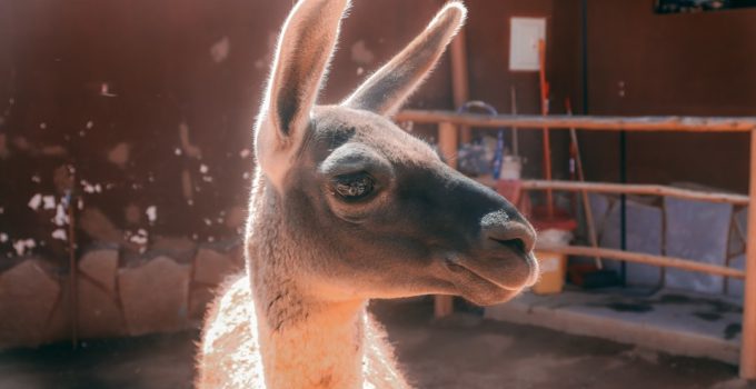 What Is LeetCode? A Beginner’s Explanation