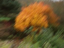 Why Are My ChatGPT Images Low Quality? Best Fixes