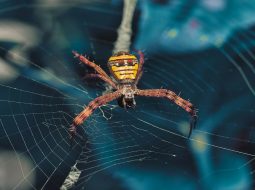 How does Zavalio.com appear in Google search results?