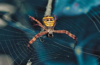 How does Zavalio.com appear in Google search results?