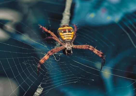 How does Zavalio.com appear in Google search results?