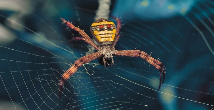 How does Zavalio.com appear in Google search results?