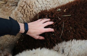 Wollmatten: Meaning, Types, and Buying Guide