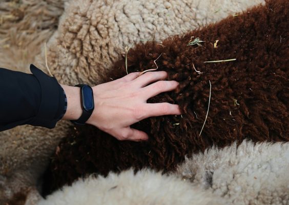 Wollmatten: Meaning, Types, and Buying Guide